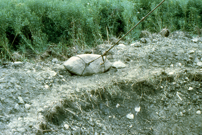 Large rock with cable bound tightly to a tree.